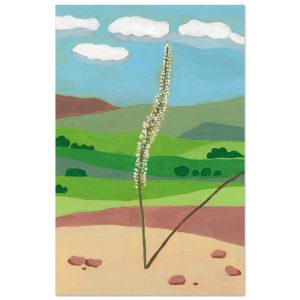 Squill | חצב