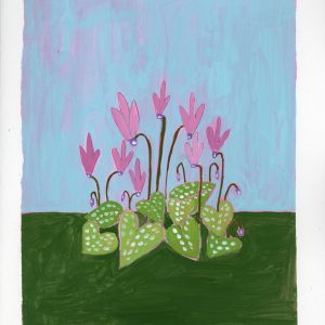 ציקלמן | Cyclamen